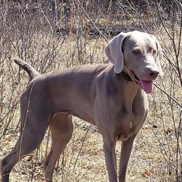 Weimaraners from Rustic Moon Weimaraners