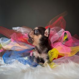 Maya - Tricolors female French Bulldog puppy in Porter, Texas from Whatabulldog
