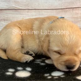 Light blue - Yellow female Labrador Retriever puppy in Moyock, North Carolina from Shoreline Labradors