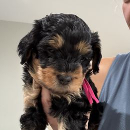 Pink - Phantom female Bernedoodle puppy in Southampton, Pennsylvania from Pumpkin Patch Doodles