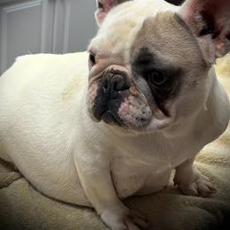 Silk - French Bulldog