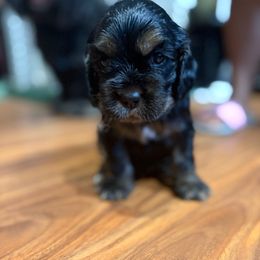 Rambo - Black white and tan male Cocker Spaniel puppy in Staten Island, New York from Minster Cocker Spaniels