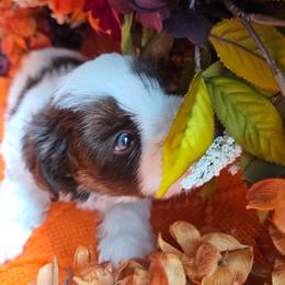 Tony Soprano - Liver male Miniature Schnauzer puppy in Hertford, North Carolina from Little Bug Schnauzers