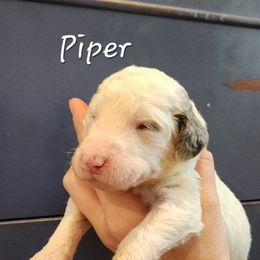 Piper - Merle female Bernedoodle puppy in Pollock Pines, California from Ten Acre Wood Doodles