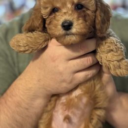 Ozzy - Red  male Poodle puppy in Port Huron, Michigan from Snay's Poodle Puppies