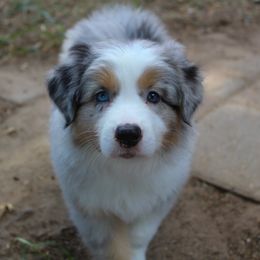 Australian Shepherd Puppies from Faith Valley Australian Shepherds