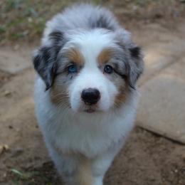 Australian Shepherd Puppies from Faith Valley Australian Shepherds