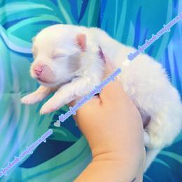 Lavender Merle Parti - Lavender female Pomeranian puppy in Albany, Oregon from Purrs N Poms