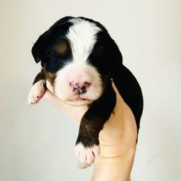 Oreo - Tri-color male Bernedoodle puppy in Auburn, Indiana from Martin’s Doodles