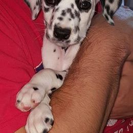 Dalmatian Puppies from Matchless Dalmatians