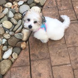 Coton de Tulear and Poodle Puppies from Legacy Pets