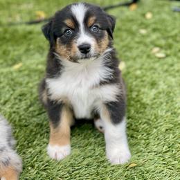 Birch - Black tri-color male Australian Shepherd puppy in Salinas, California from AA Aussies