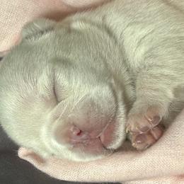 Diamond - Cream female French Bulldog puppy in Clermont, Florida from Nala’s Nest