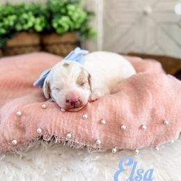 Elsa - Parti female Goldendoodle puppy in Lindon, Utah from Ruby’s Minidoodles LLC