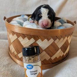 Ginger (Yellow Collar) - Black rust and white female Bernese Mountain Dog puppy in Marion, Indiana from Zarah's Bernese Mountain Dogs