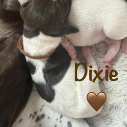 Girl 6 - female German Shorthaired Pointer puppy in Conroe, Texas from The Tipsy Rabbit