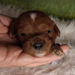 Peaches F1b - Red female Cavapoo puppy in Centerton, Arkansas from Velvet Paws Cavapoos