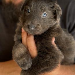 Nova - Blue female German Shepherd puppy in Barnhart, Missouri from Combat Creek German Shepherds