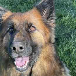 Maddie - German Shepherd