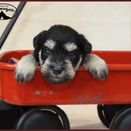 AKC 25013 - Black and silver female Miniature Schnauzer puppy in Mount Airy, Georgia from Miniature Schnauzers GA, LLC