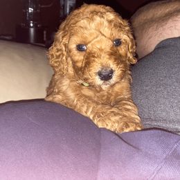 Poodle Puppies from J and S Farms