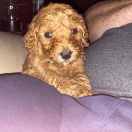 Poodle Puppies from J and S Farms