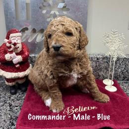 Commander - Red  male Goldendoodle puppy in Annville, Pennsylvania from Bellegrove Goldendoodles