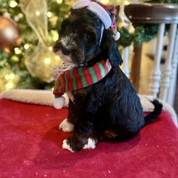 Slate - Tri-color male Bernedoodle puppy in Royse City, Texas from Platinum Bernedoodles of Texas