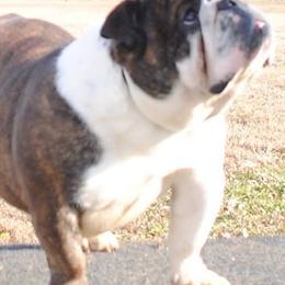 Bulldogs and French Bulldogs from Baby Cake Bullies
