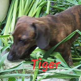 Tiger - Dachshund