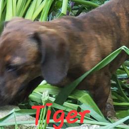 Tiger - Dachshund