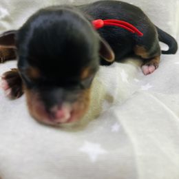 Boy 1 - Black and tan Yorkshire Terrier puppy in Texas from Lapp Parti