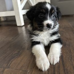 Australian Shepherd Puppies from Ace of Spades Australian Shepherds