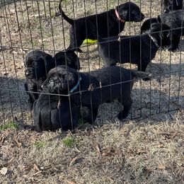 Labrador Retriever Puppies from Marshland Retrievers LLC