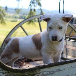 Prince Charming - Red mottled male Australian Cattle Dog puppy in Willamina, Oregon from Cherished Chihuahuas
