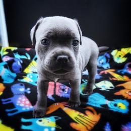 Hamlet - Blue male Staffordshire Bull Terrier puppy in Dallas, Texas from Wild Blue Staffords