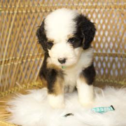 Turquoise F - Tri-color female Bernedoodle puppy in Belgreen, Alabama from Scott’s Farm Poodles and Doodles