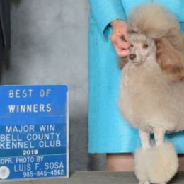 Belgian Malinois and Poodles from Bellmont Belgian Malinois