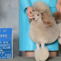 Belgian Malinois and Poodles from Bellmont Belgian Malinois