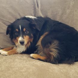 Australian Shepherds from Chief Aussies of Las Vegas