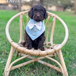 Oliver - Chocolate male Goldendoodle puppy in Dallas County, Texas from Dream A Little Doodle
