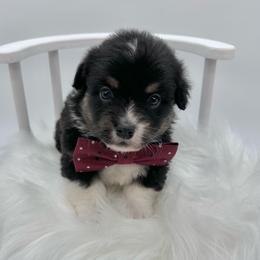 Fluffy- Briar - Black and white male American Corgi puppy in Waskom, Texas from Piney Woods Corgis