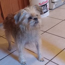 Charity - Brussels Griffon