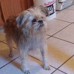 Charity - Brussels Griffon
