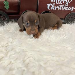 Cowboy - Chocolate and tan male Dachshund puppy in Council Hill, Oklahoma from Rocky Springs Ranch