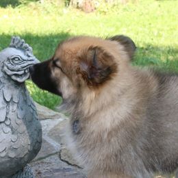 Icelandic Sheepdog Puppies from Windswept Icelandic Sheepdogs