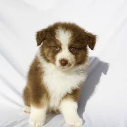 Hopper - Red tri-color male Australian Shepherd puppy in Richmond, Texas from Big Zen Aussies