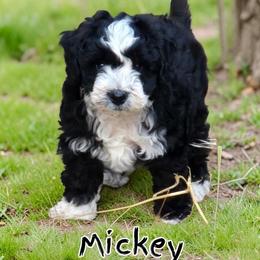 Mickey - Black and white male Aussiedoodle puppy in Lebanon, Oregon from Abbott Family Farm