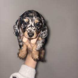 Dachshund All Grown Up from White Pine Weenies