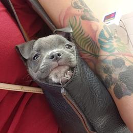 American Bully Puppies from Impressive Bred Bullies